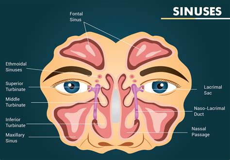 鼻子|Anatomy, Head and Neck, Nose